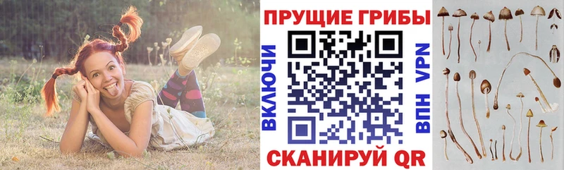 Купить  Шахты  Псилоцибиновые грибы ЛСД 